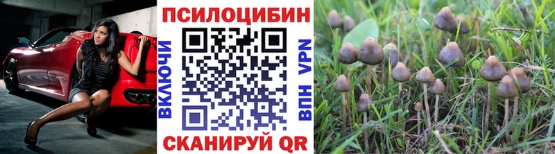 купить наркотики сайты  Щёлкино  Галлюциногенные грибы Cubensis 